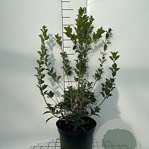 Osmanthus heterophyllus 60-80 cm 7,5L