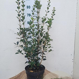 Osmanthus heterophyllus 60-80 cm 7,5L