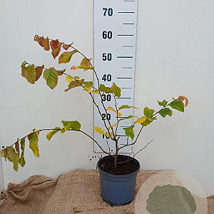 Parrotia persica 30-40 cm 3,0L