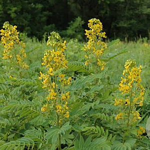 Senna hebecarpa GM P9