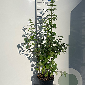 Philadelphus 'Virginal' 100-125 cm 7,5L solitair