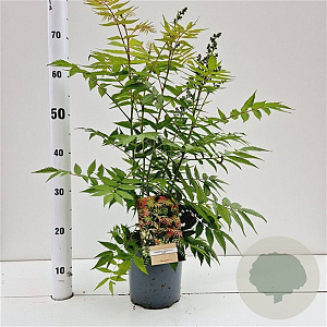 Sorbaria sorbif. 'Sem' 40-50 cm 2,5L