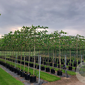 Platanus hispanica 10-12 HO 40L lei 150x150 200 cm stam
