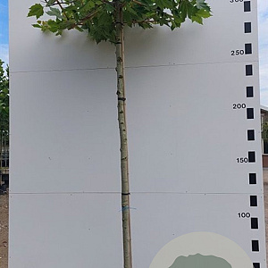 Platanus hispanica 16-18 HO 50L dakvorm 120 240 cm stam