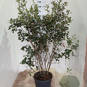 Quercus ilex 125-150 cm 45L solitair