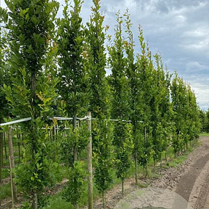 Quercus rob. 'Fastigiate Koster' 16-18 HO draadkluit geveerd verplant