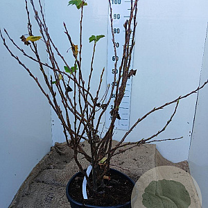 Ribes sang. 'King Edward VII' 100-125 cm 20L najaarspotting