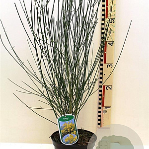 Spartium junceum 40-50 cm 3,0L
