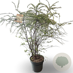 Spiraea cinerea 'Grefsheim' 80-100 cm 12L