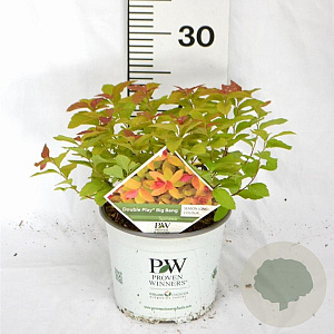 Spiraea Double Play Big Bang 30-40 cm 3,0L