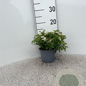 Spiraea jap. 'Albiflora' 10-15 cm C1.3