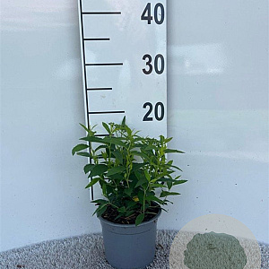 Spiraea jap. 'Albiflora' 10-15 cm C1.3