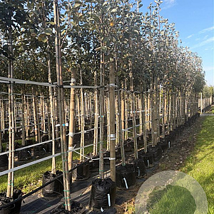 Sorbus aria 'Lutescens' 10-12 HO container 