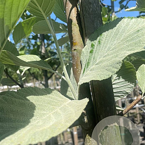 Sorbus aria 'Lutescens' 10-12 HO container 