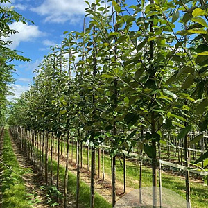 Sorbus aria 'Lutescens' 12-14 HO draadkluit 3 X verplant