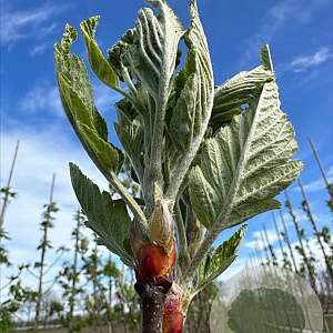 Sorbus aria 'Lutescens' 12-14 HO draadkluit 3 X verplant
