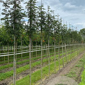 Sorbus auc. 'Sheerwater Seedling' 14-16 HO draadkluit 3 X verplant