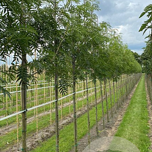 Sorbus 'Dodong' 12-14 HO draadkluit 3 X verplant