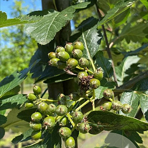 Sorbus intermedia 16-18 HO draadkluit 3 X verplant