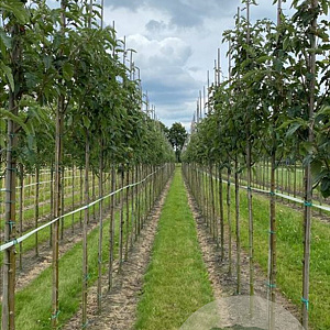 Sorbus thur. 'Fastigiata' 12-14 HO draadkluit 3 X verplant