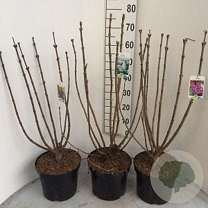 Syringa v. 'And. an Ludwig Späth' 60-80 cm 7,5L