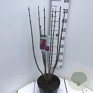 Syringa v. 'Charles Joly' 60-80 cm 7,5L