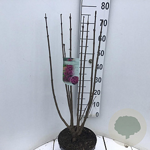 Syringa v. 'Charles Joly' 60-80 cm 7,5L