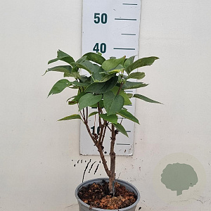 Syringa v. 'Mme Lemoine' 30-40 cm 3,0L