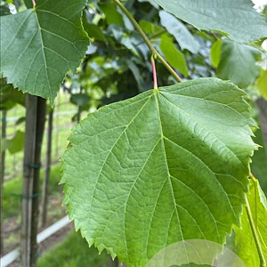 Tilia europaea 'Pallida' 18-20 HO draadkluit verplant