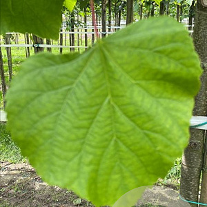 Tilia platyphyllos 16-18 HO draadkluit 3 X verplant