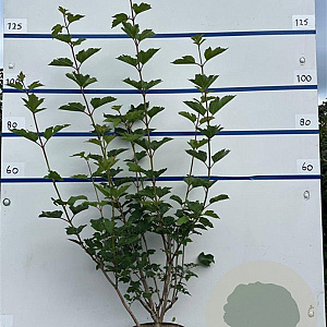 Viburnum opulus 100-125 cm 7,5L solitair