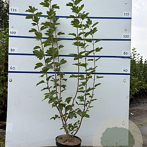 Viburnum opulus 100-125 cm 7,5L solitair