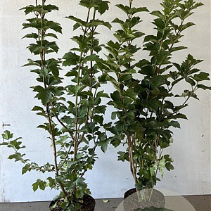 Viburnum opulus 100-125 cm 7,5L solitair
