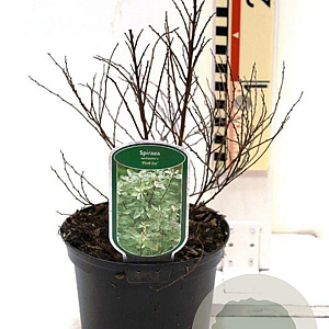 Spiraea vanhouttei 'Pink Ice' 30-40 cm 3,0L