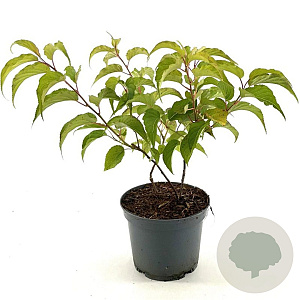 Stachyurus praecox 30-40 cm 3,0L
