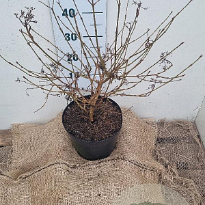 Viburnum plic. 'Watanabe' 30-40 cm 7,5L