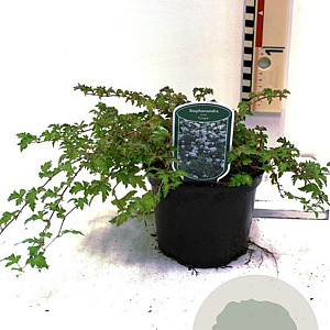 Stephanandra incisa 'Crispa' 25-30 cm 2,0L