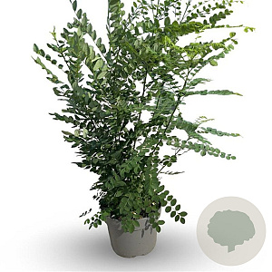 Styphnolobium japonicum 100-125 cm 12L