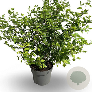 Styrax japonicus 40-60 cm 4,0L