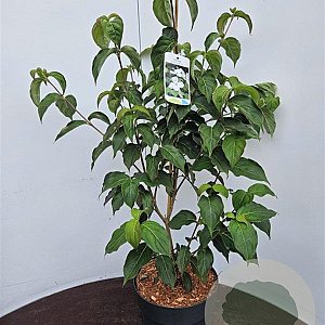 Cornus k. 'China Girl' 60-80 cm 5,0L