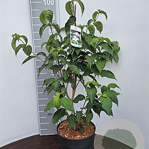 Cornus k. 'China Girl' 60-80 cm 5,0L