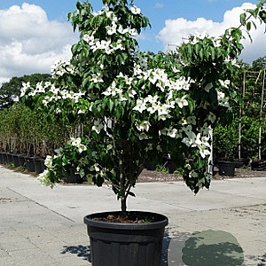 Cornus k. 'China Girl' 175-200 cm 50L solitair