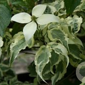 Cornus k. 'Laura' 60-80 cm 15L
