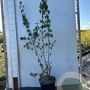 Cornus mas 100-125 cm 7,5L solitair