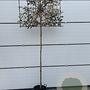 Elaeagnus ebbingei 6-8 HO 45L lei 150x150 200 cm stam