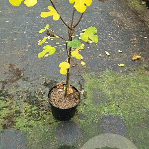 Ficus car. 'Brown Turkey' 60 cm stam 7,5L