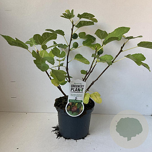 Ficus car. 'Del Portogallo' 40-50 cm 3,0L