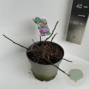 Ficus car. 'Gustissimo Perretta' 25-35 cm 5,0L