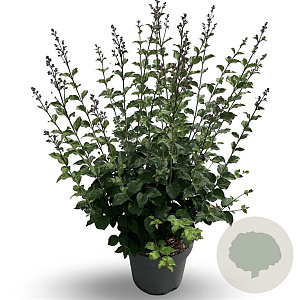 Syringa Bloomerang Dark Purple 60-80 cm 12L