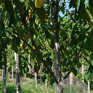 Juglans r. 'Proslavski' 14-16 HO draadkluit